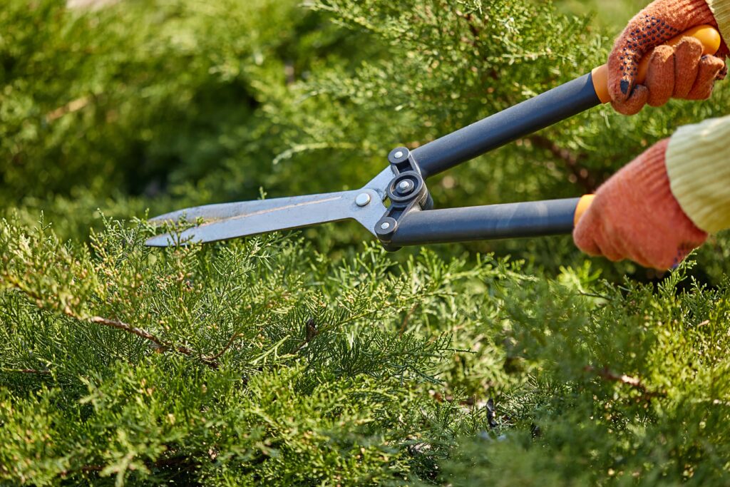 hands-gardener-orange-gloves-are-trimming-overgrown-green-shrub-using-hedge-shears-sunny-backyard-worker-landscaping-garden-close-up-min